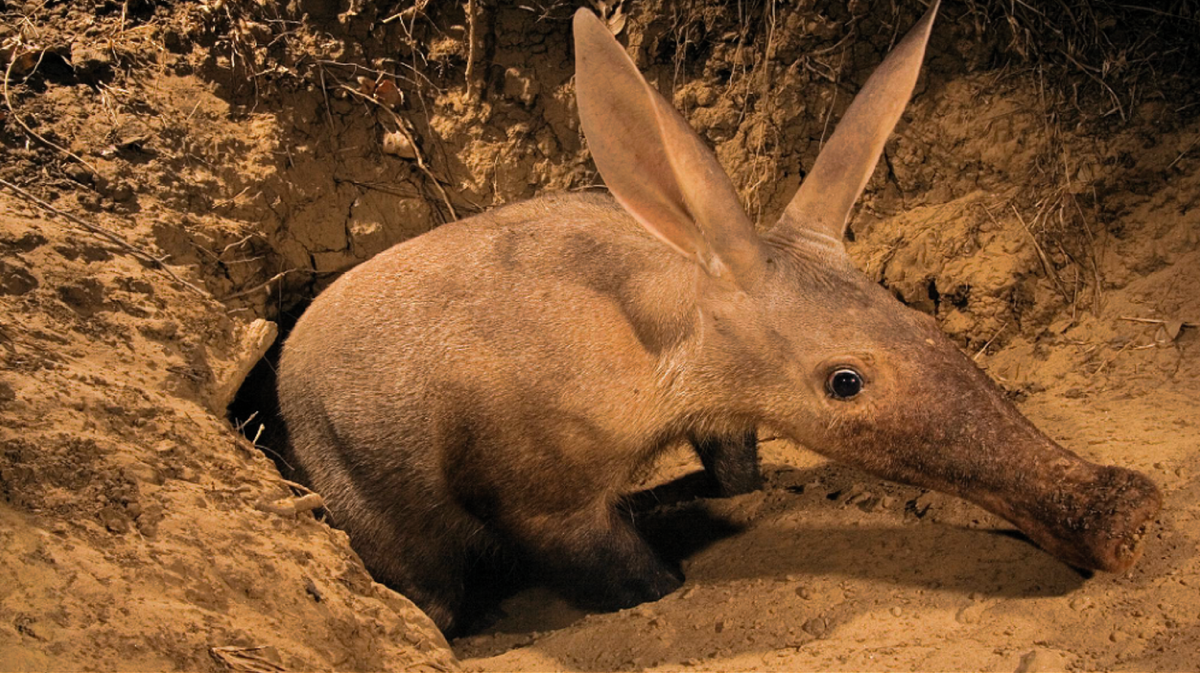Трубкозуб (земляной поросёнок). Землеройка бурозубка. Мышиный олень канчили. Землеройка земляная крыса. Капский трубкозуб.