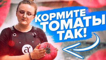 ПОДКОРМИТЕ ТОМАТЫ ЭТИМ ВЕСНОЙ, ЛЕТОМ, ОСЕНЬЮ. САМАЯ ПОДРОБНАЯ ШПАРГАЛКА