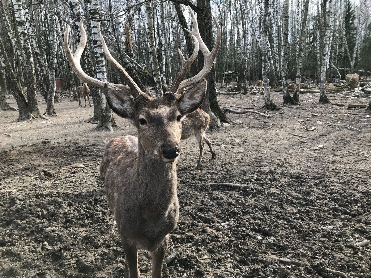 Олени в Левково 