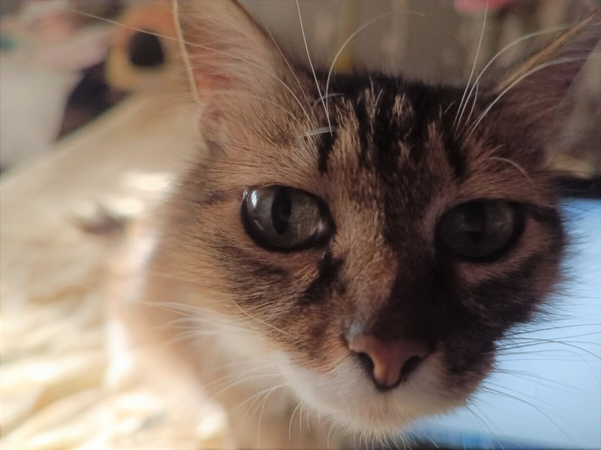 Это про меня. Привет, меня зовут Мася.