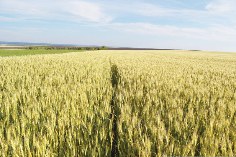 Озимая пшеница