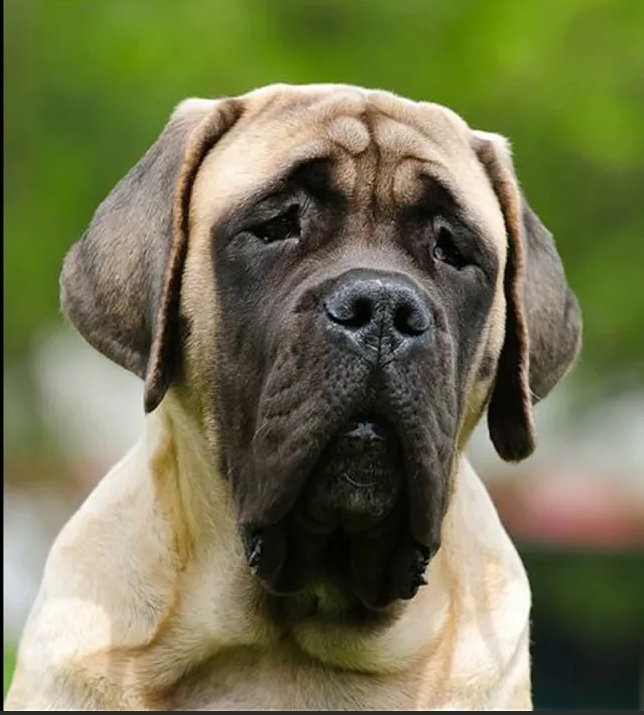 Название породы: Английский мастиф Страна происхождения: Великобритания
Вес: кобели около 72 кг, суки около 68 кг
Рост (высота в холке): кобели от 76 см, суки от 69 см
Продолжительность жизни: 9-11 лет
Основные моменты
У представителей породы стоит поучиться спокойствию и непоколебимости: этих внушительных собак сложно выбить из колеи.
Мастифы отличаются сильной привязанностью к хозяину и выражают свою любовь «призывом» обняться и вместе понежиться на диване.
Между дополнительной прогулкой и отдыхом в тепле семейного очага «англичане» выберут второе: эти собаки слывут заядлыми домоседами.
Несмотря на доброту и отзывчивость, из представителей породы получаются великолепные охранники.
Английские мастифы не подходят семьям с маленькими детьми и людям, ведущим чрезмерно активный образ жизни.
При своевременной социализации эти собаки неплохо сосуществуют с другими домашними питомцами, изредка соперничая с животными своего пола.
Изучение команд – отнюдь не приоритет породы, поэтому для плодотворной дрессировки придётся приложить усилия.
Доминантный характер и природное упрямство – главные причины, по которым английские мастифы не подходят новичкам.