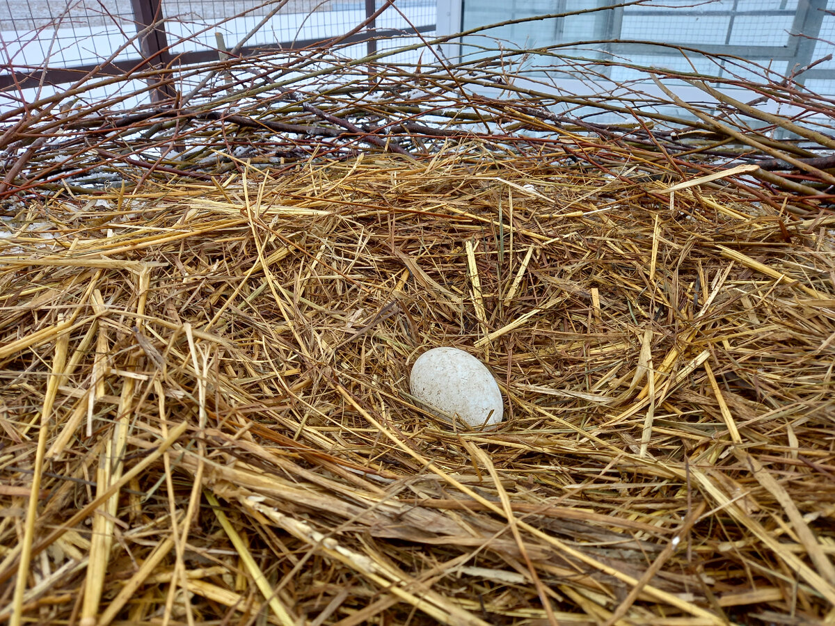 Первое яйцо. Вокруг еще лежит снег.