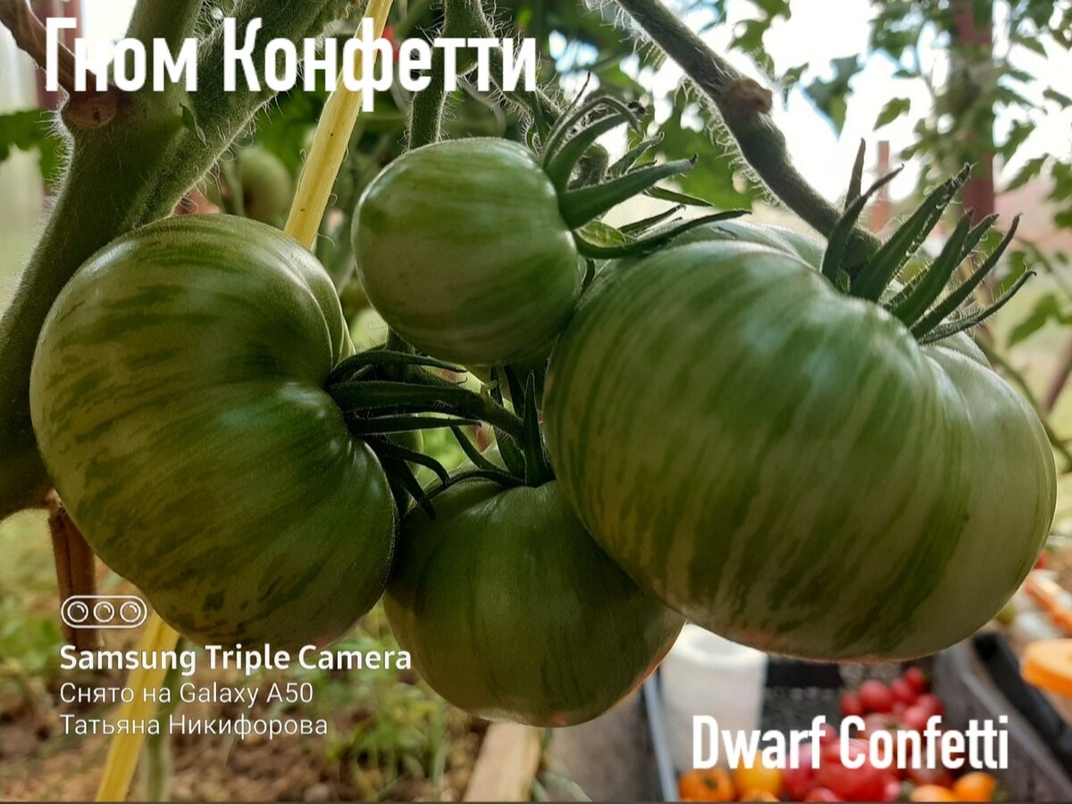 Сорт из проекта Гном томатный (Dwarf Tomato Project). 
Детерминантный  крепкий куст, плотные гофрированные листья. Высота зависит от условий  выращивания, в теплице может вырастать выше 1м.-2