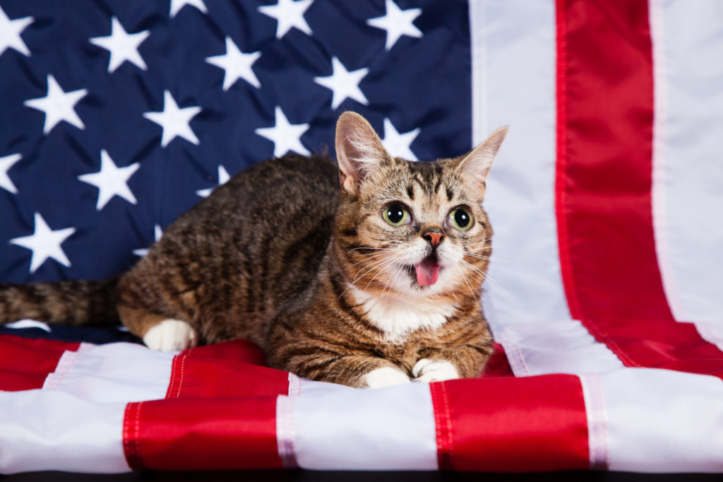 Включи английского кота. Кошки в Англии. Кот с флагом США. Кот с британским флагом. Коты англичане.