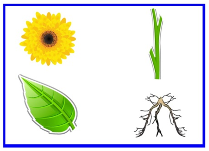Растения для дошкольников. Части растений для дошкольников. Строение растений для дошкольников. Строение цветка для детей.