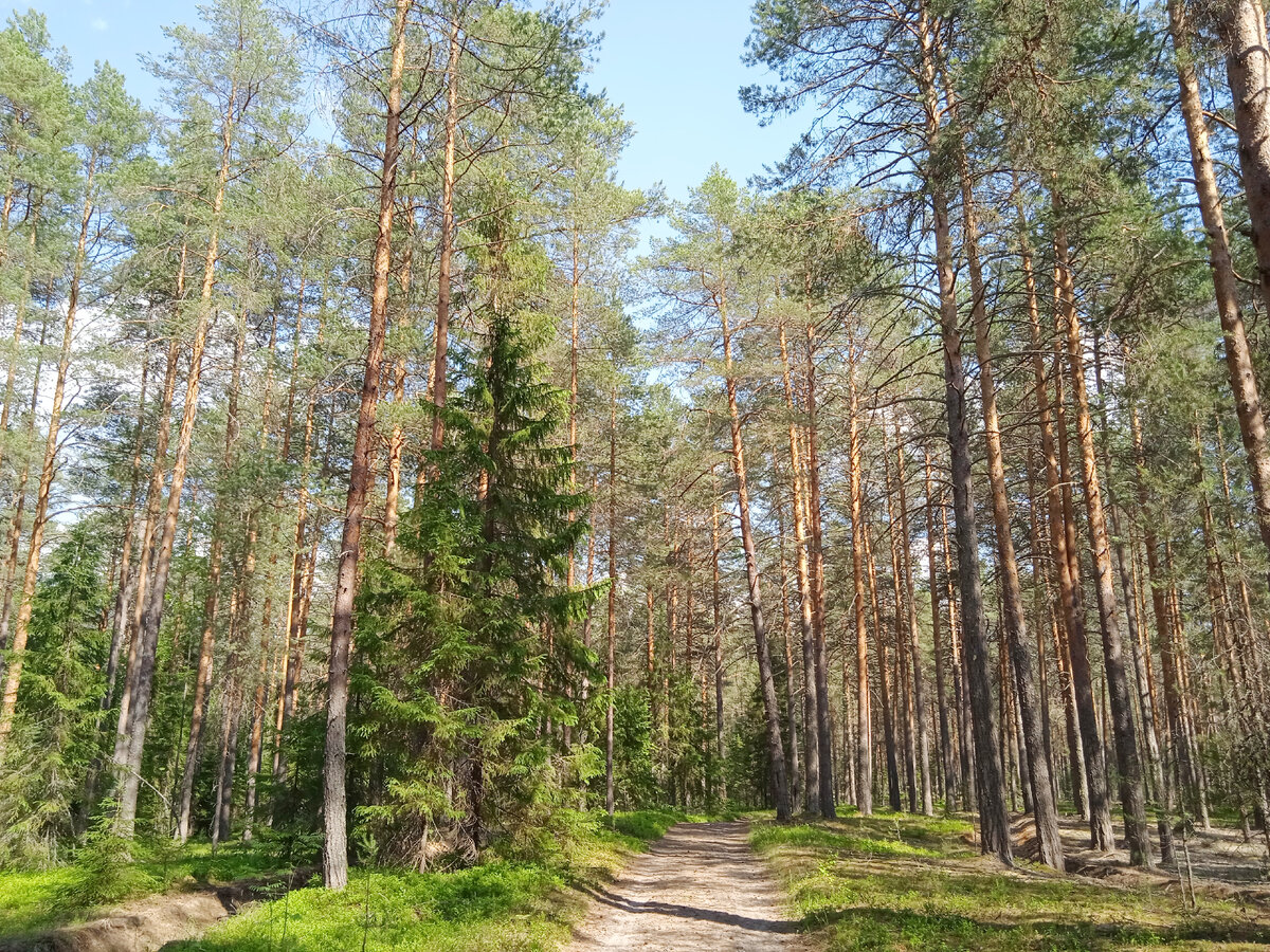 Лесная дорожка. Фото автора.