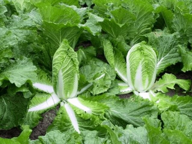 В  конце апреля капуста уже готова к пересадке, но в открытом грунте еще могут быть заморозки. Часто я сажаю ее в теплицу как уплотняющую культуру. В прошлом году она у меня росла по краю грядки, где посажены огурцы