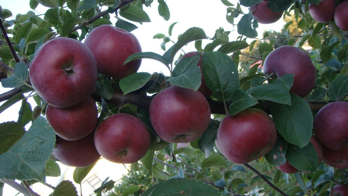 Фото моё. Сорт Лобо.