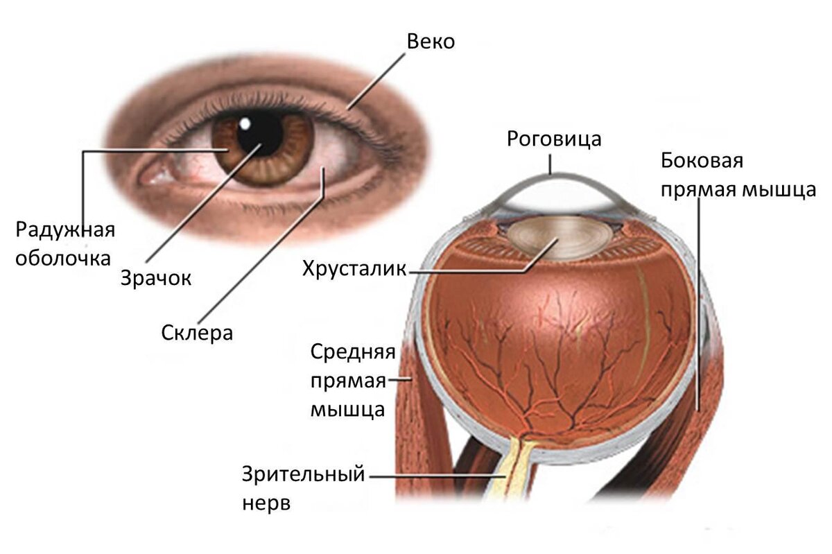 Строение и функции глаза