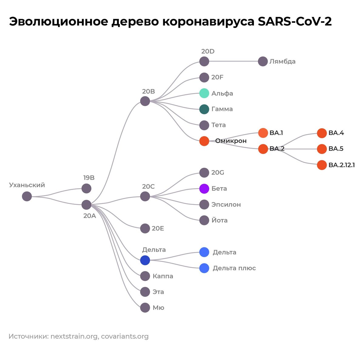 Положение новых вариантов ВА.4, ВА.5 и ВА.2.12.1 на эволюционном дереве коронавируса SARS-CoV-2. © Инфографика