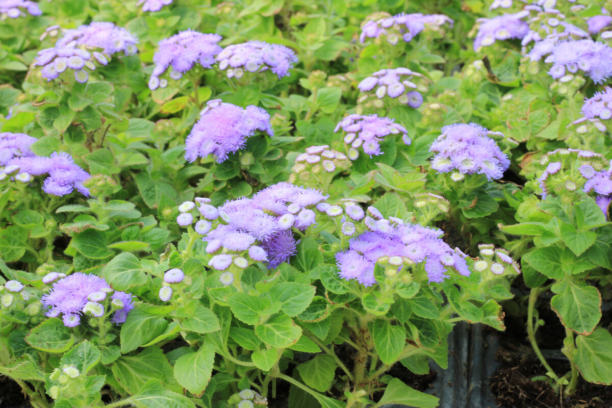 Агератум, СЦ Слободской, авторское фото