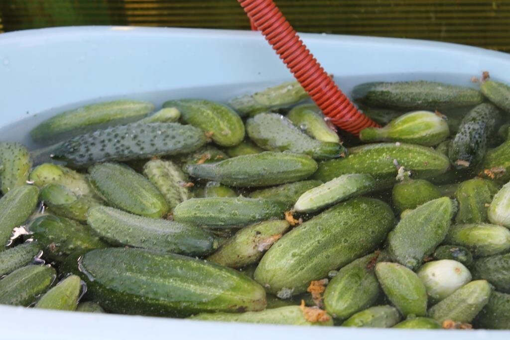 огурцы на подоконнике ф1. огурцы растут. плод огурца. доклад про огурец. появление огурцов.