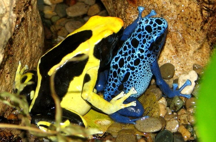 Эти симпатичные маленькие лягушки населяют лесные просторы тропиков Коста-Рики и Бразилии. Необычный яркий окрас поражает обилием оттенков цветов: желтого, зеленого, синего и оранжевого. Яд этого лягушонка способен убить 2 огромных слона или 20 человек!! Зафиксированы случаи смерти человека лишь от прикосновения к этой милому созданию. Занимательно, что в неволи пятнистые древолазы прекращают выработку яда, из-за того, что в пище нет особых видов насекомых, которые требуются для этого процесса.