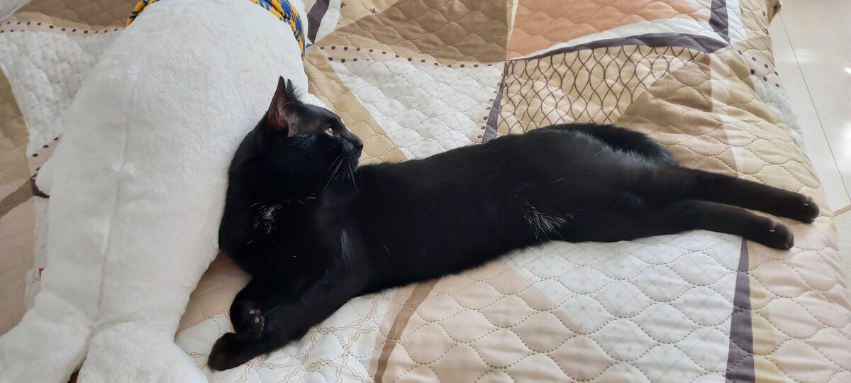Котеич вот только радует. Красавчик мой когтистый.