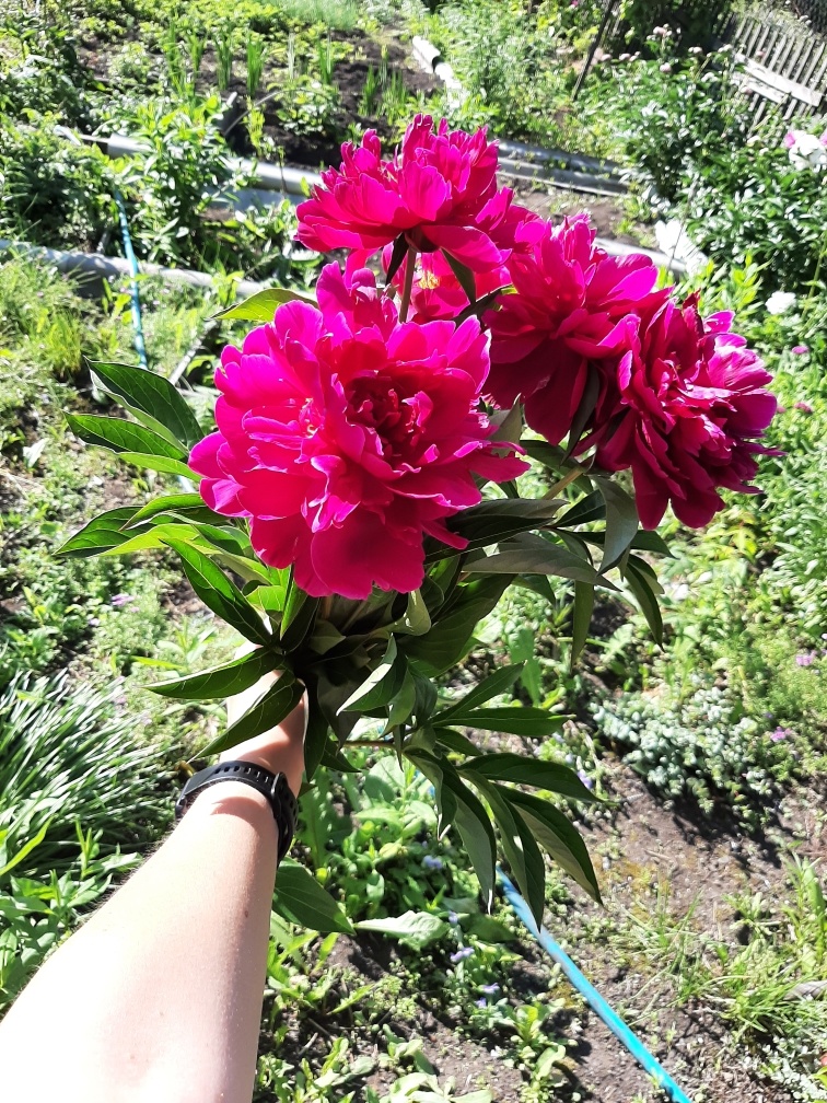 А вот, кстати, и малиновые пионы распустились. Ароматные, аж голова кружится!