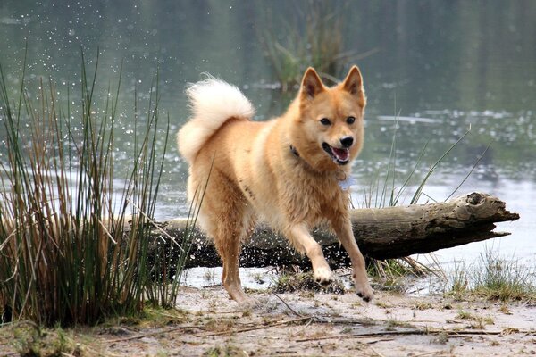 Финский шпиц: история, стандарты, характер, содержание