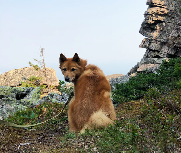 Финский шпиц: история, стандарты, характер, содержание