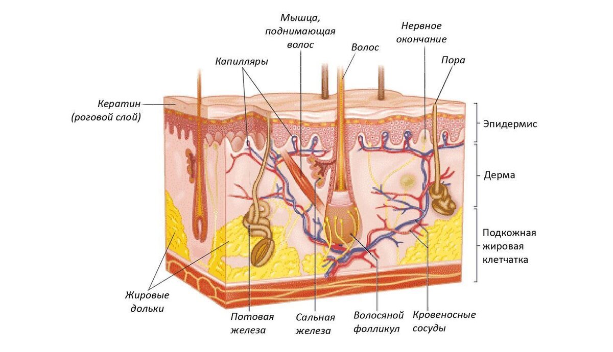 Строение кожи