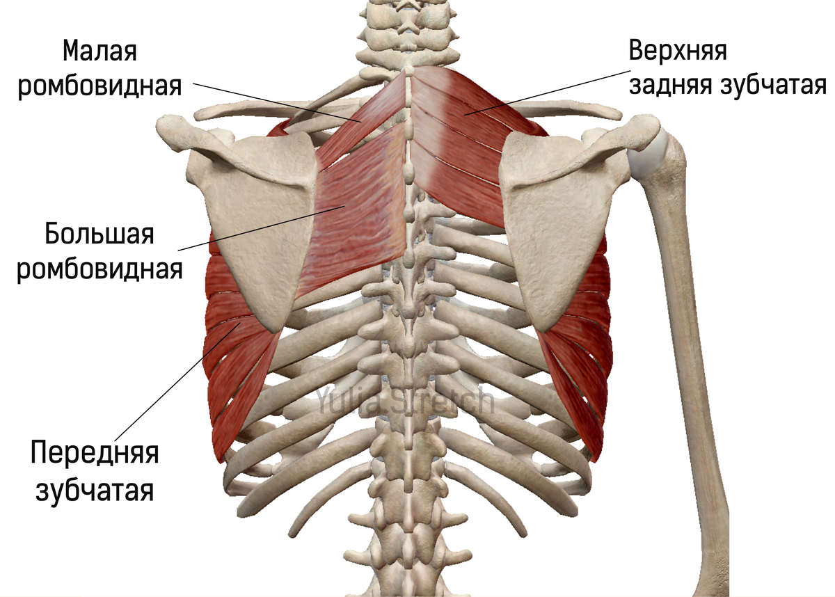 Зубчатая мышца где находится