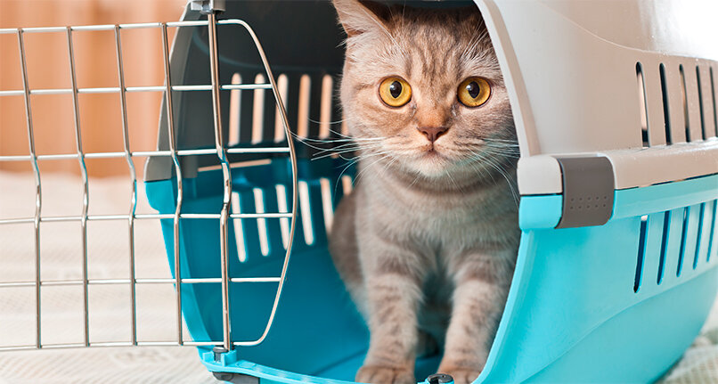 Фото: shutterstock