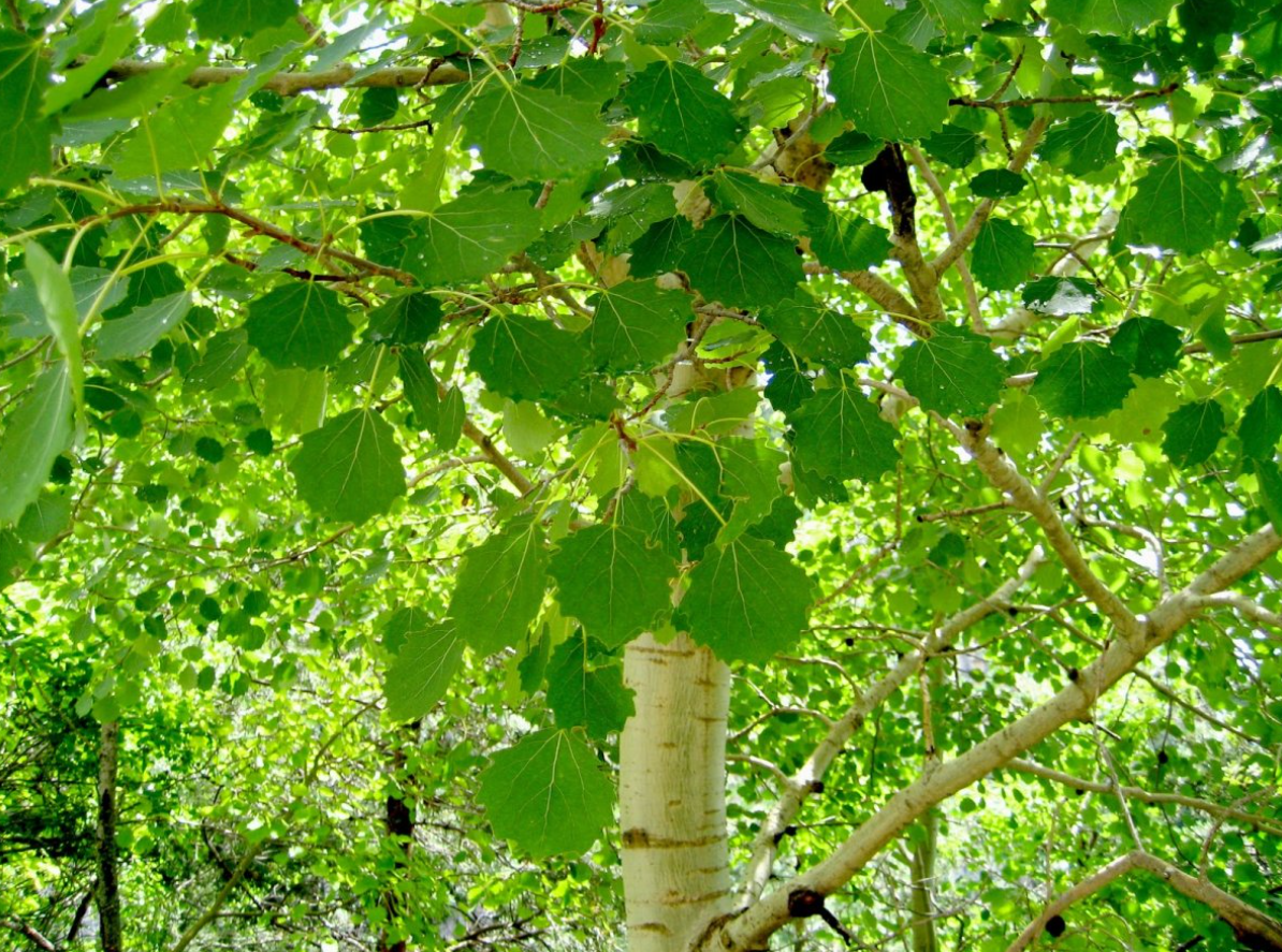 Лист осины дрожит от малейшего дуновения ветра. Фото: kartinkin.net