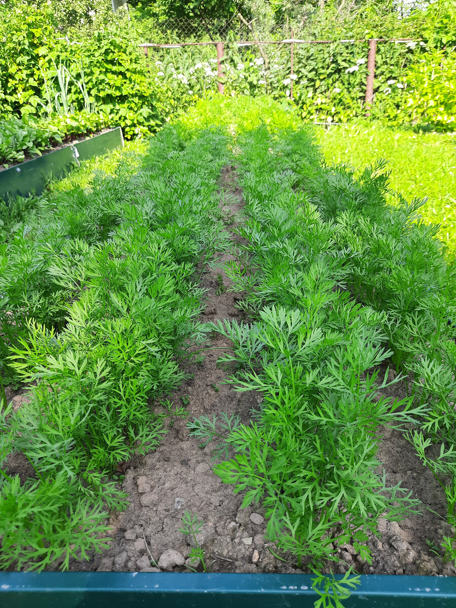 Такая морковка была до прореживания