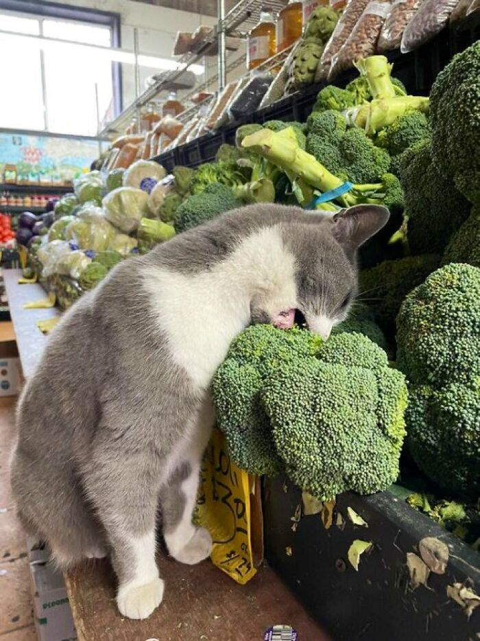 Фото: twitter.com/bodegacats_