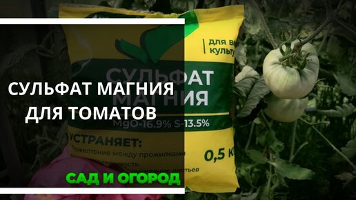 Подкормка томатов сульфатом магния от скручивания листвы | О Фазенде ...
