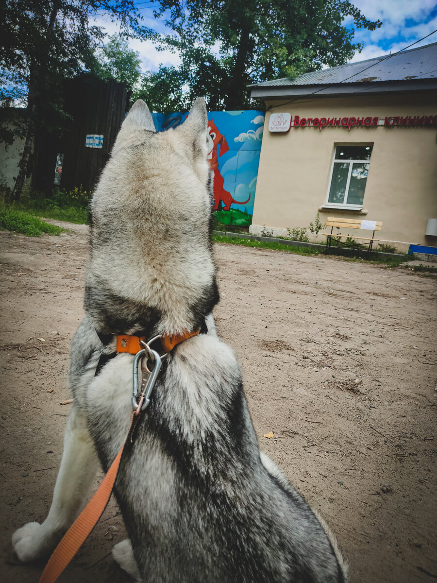 Тут Чейси сидит возле ветеринарной клиники,в надежде что мы сможем найти нужную сумму для операции..