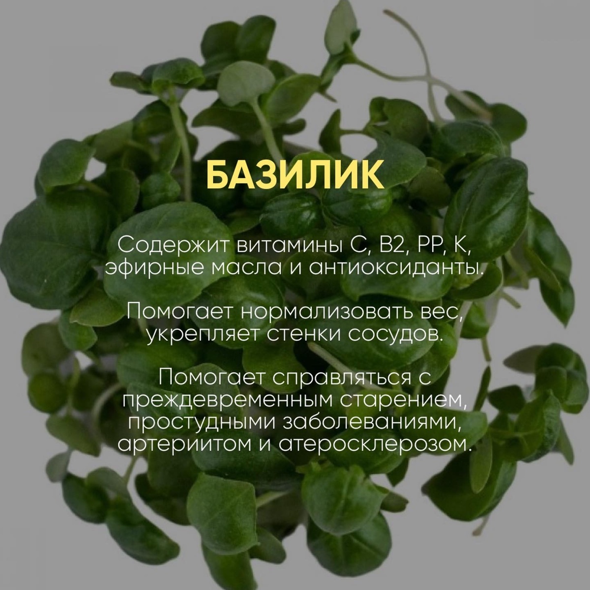 Базилик обладает приятным анисовым ароматом и слегка жгучим вкусом. Сочетаются с овощными, мясными и рыбными блюдами.