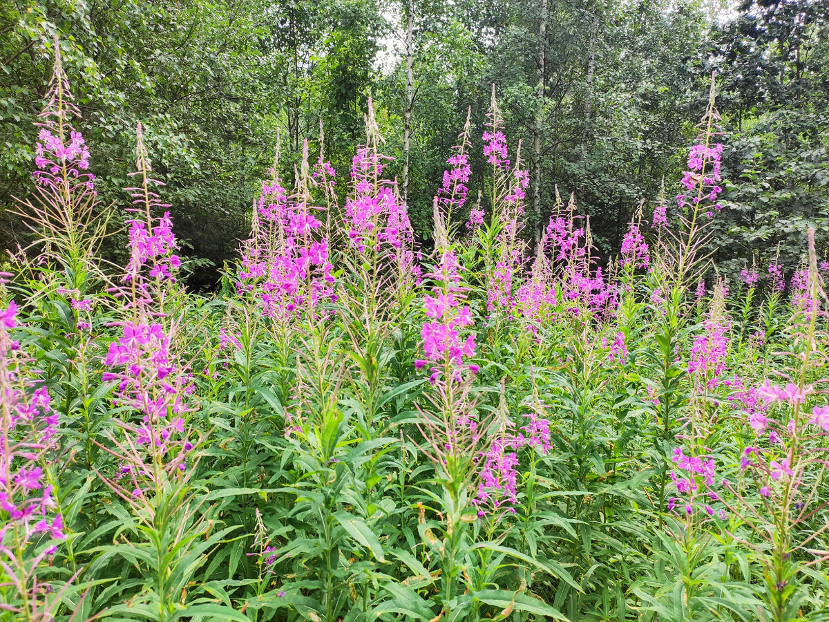 Цветет иван-чай