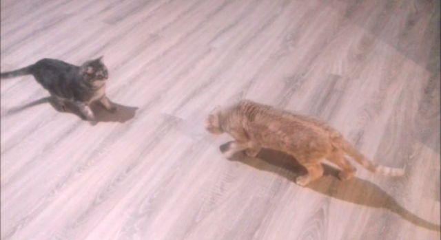 Быковей-разбойник. Фото из домашнего архива.