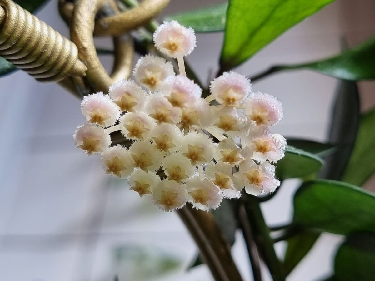 Цветы довольно сильно пахнут, особенно вечером.