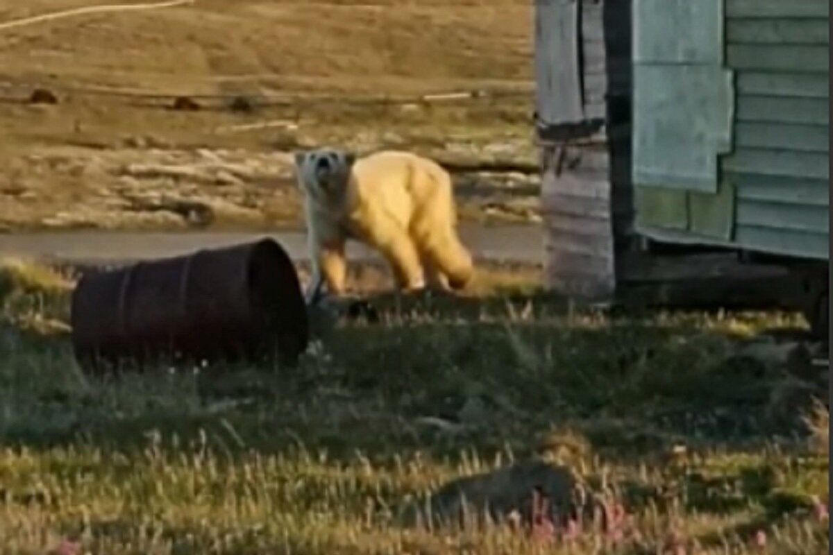 фото погибшего от медведя