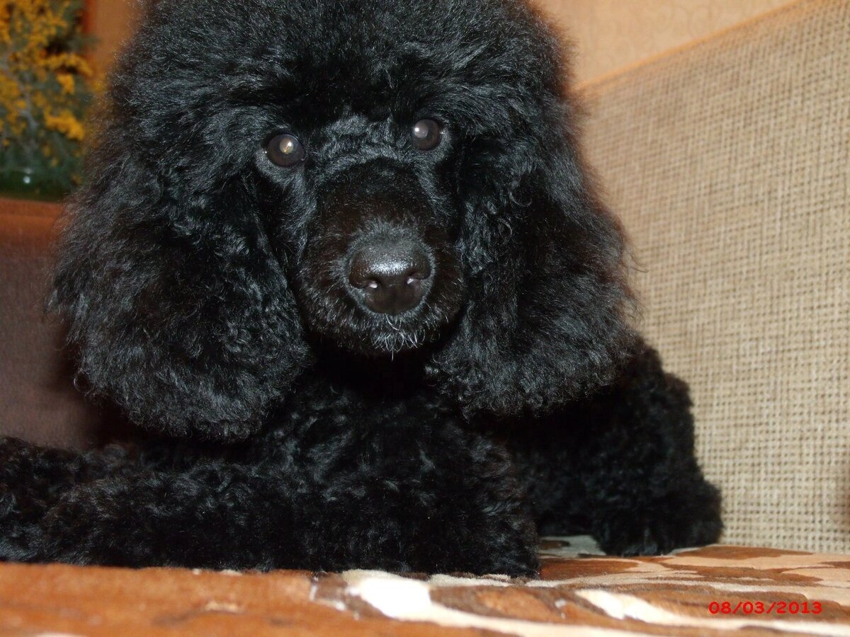 Крошка Лаки. Фото автора. 