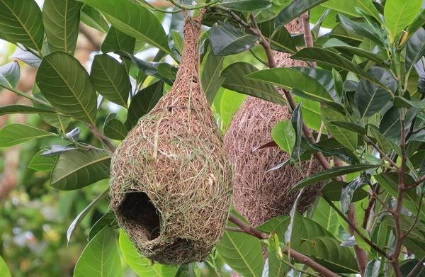 Золотистый ткачик - eBird