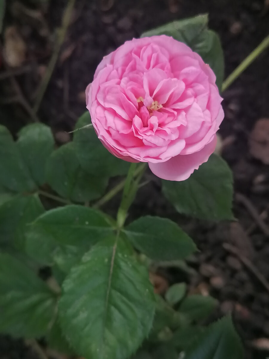 Пинк пиано роза энциклопедия