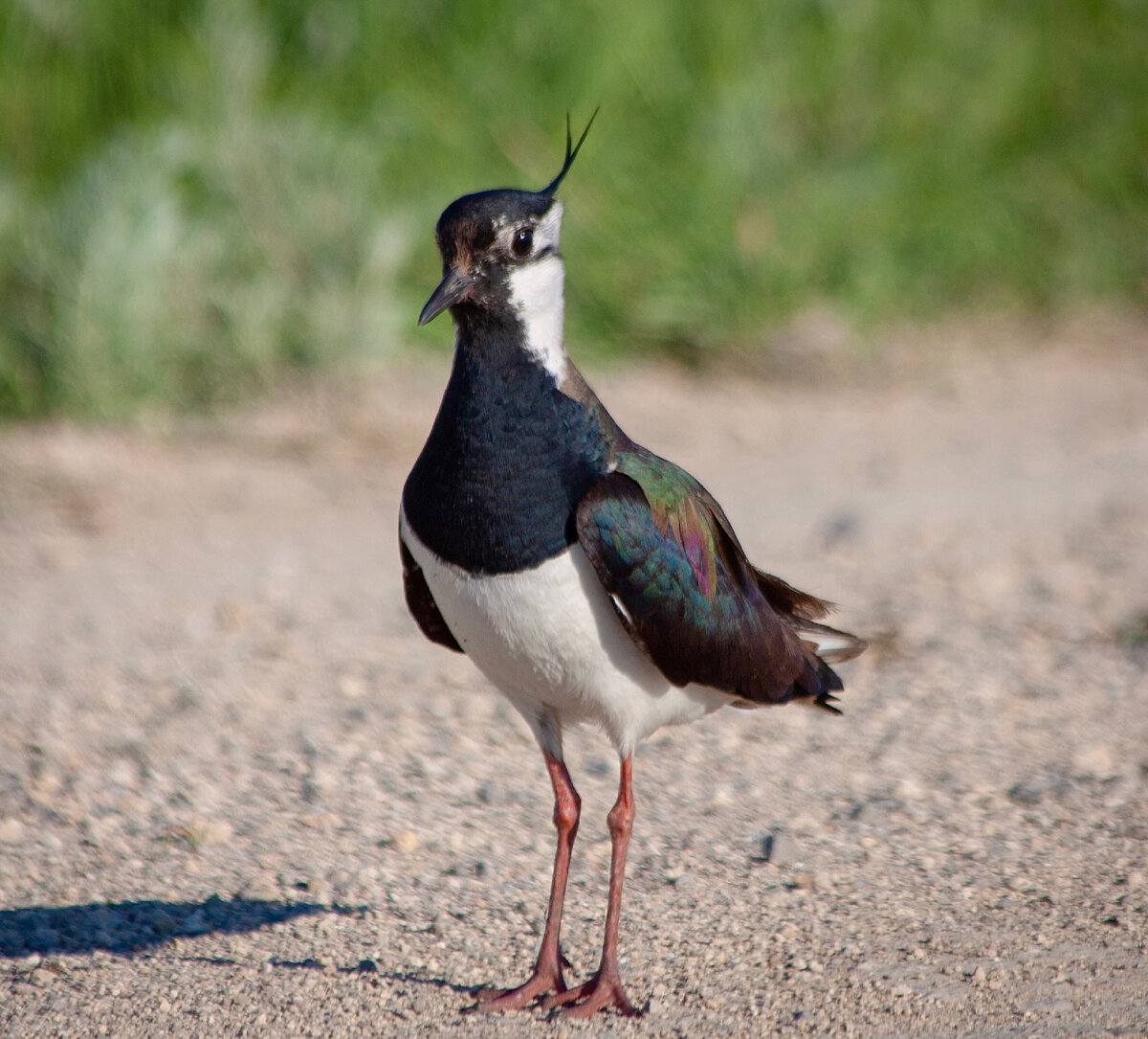 Чибис Vanellus Vanellus. Чибис пигалица. Кулик Чибис. Чибис пигалица птица.