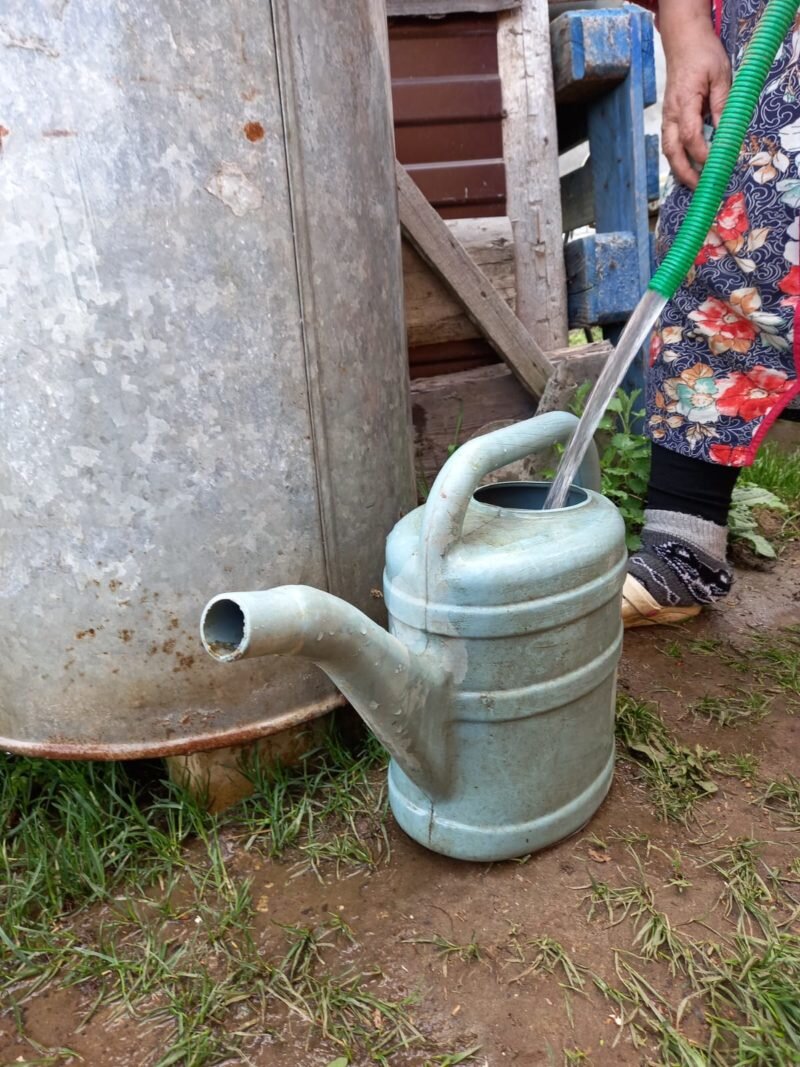 Полив картофеля из лейки