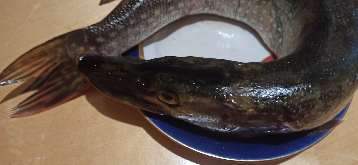 Щучья морда