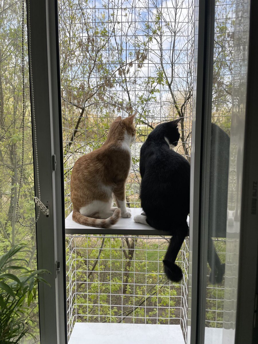 Коты на Котобалконе