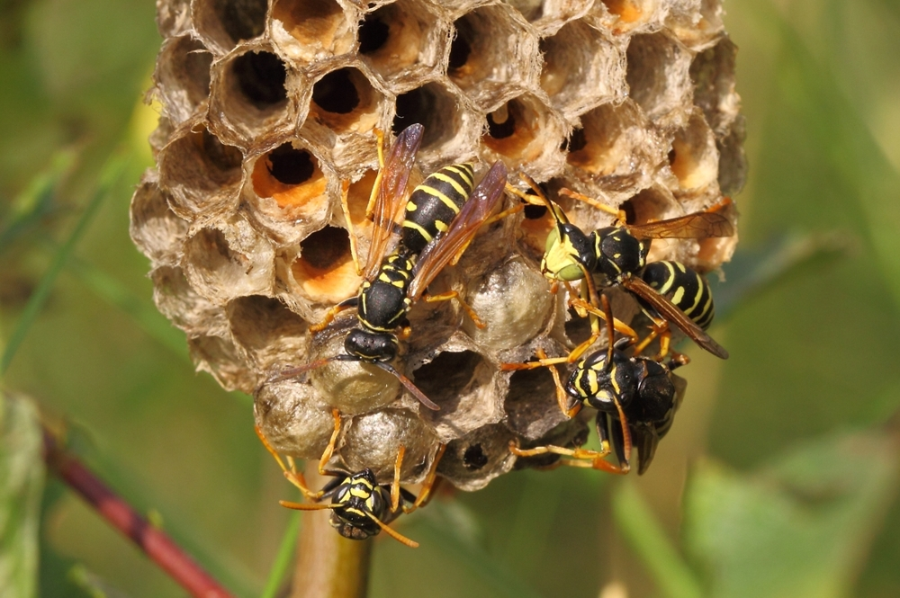 сота осы. сота осы. бумажные осы гнездо. сота осы. осиный улей.