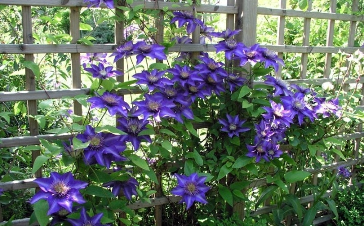 Сине-фиолетовые звёзды