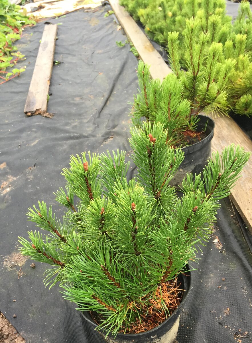 Сосна Горная Мугус. Pinus mugo pumilio. Ель Мугус. Сосна Горная Мугус шишки.