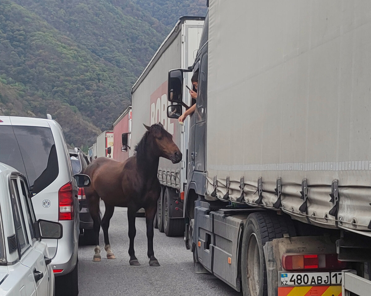 В очереди на границе стояли все - и люди и кони..