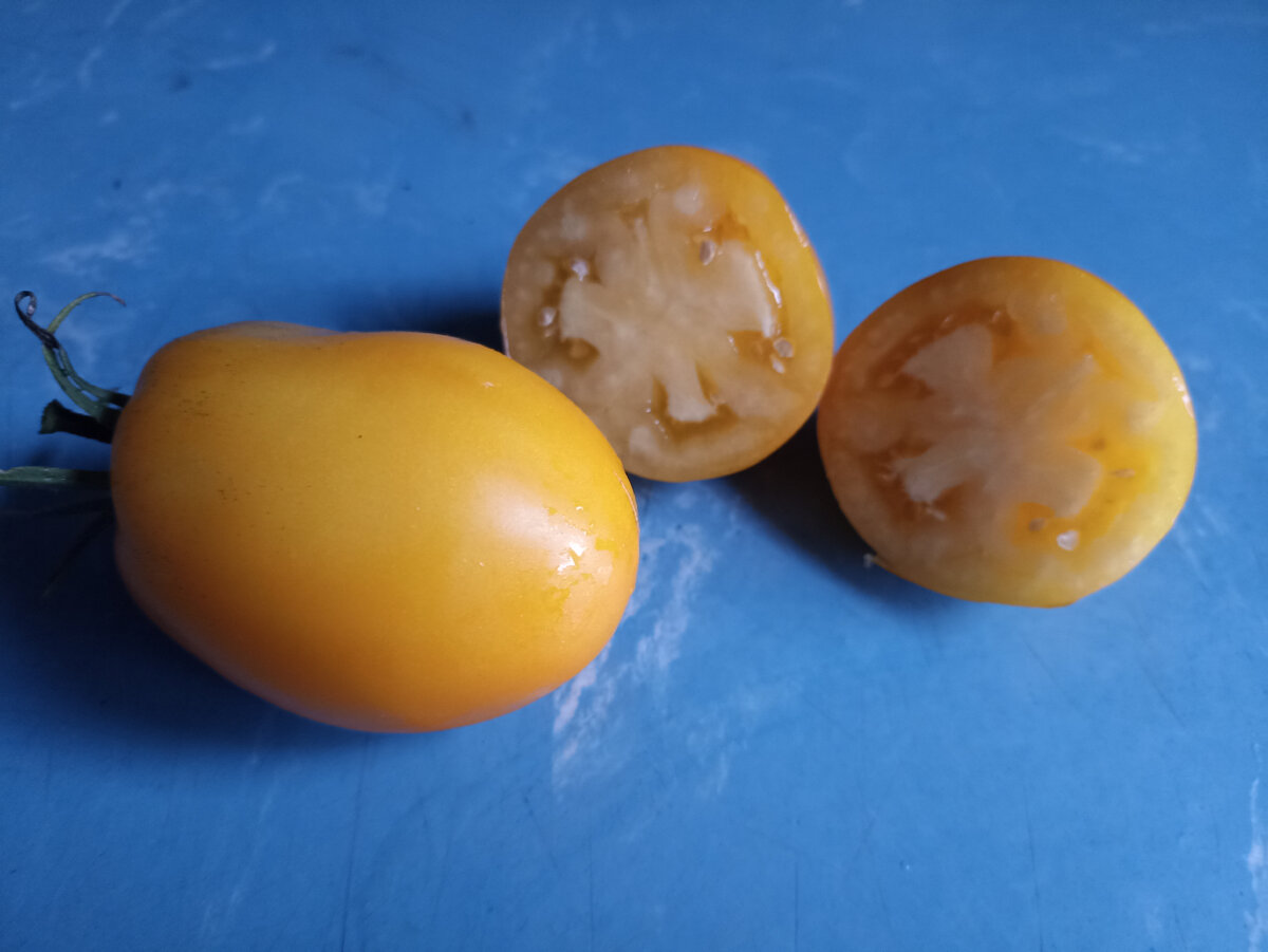 Томат Солоха Желтая. Фото автора