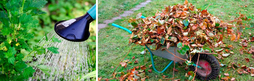 Посадка смородины осенью