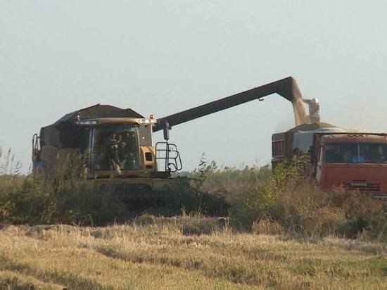     Астраханские рисоводы планируют собрать почти 40 тысяч тонн урожая