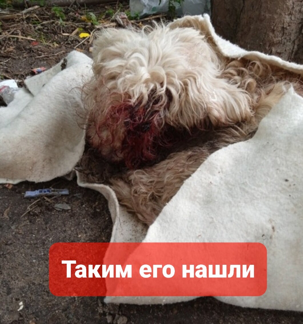 Здесь он даже не поход на собаку...